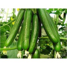 Misda Store Adet Çengelköy Hıyar Salatalık Tohumu + Süpriz Hediye Tohum