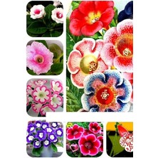 Misda Store Dünyam Bardak Menekşe Karışık Tohumu 5 Adet