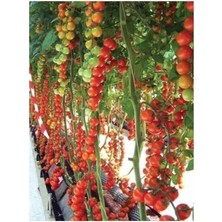 Misda Store Sırık Cherry Domates 50 Tohum