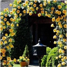 Leaf Shop Look Nadir Ithal Yediveren Sarı Sarmaşık Gül Tohumu 5 Tohum TH-877796320212