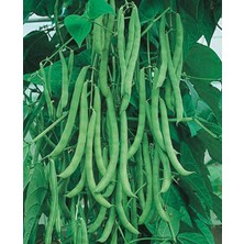 Misda Store Tarım Ata Tohumu Yerli Sırık Fasulye Aslı 50 Adet Tohum