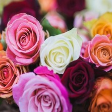 Misda Store Tohum Karışık Yediveren Kokulu Gül (10 Adet)