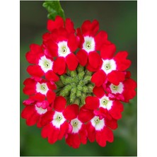 Misda Store Yayılıcı Kırmızı Mine Çiçeği 1 Adet Saksılı 15-30 cm Bahçe Yer Bitkisi (Verbena Officinalis)