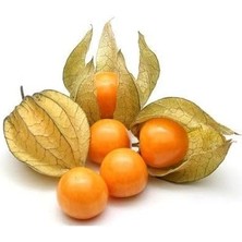 Leaf Shop Çilek Tohumu 10 15 Adet Paketli