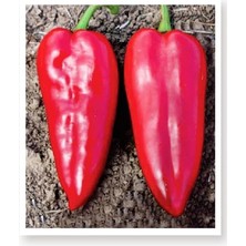 Leaf Shop Tarım Ata Tohumu Yöresel Yağlık Biber 1000 Adet Tohum