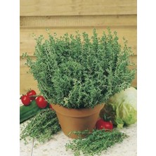 Misda Store Garden Doğal Anadolu Dağ Kekiği Tohumu 1000 Ad. Tohum