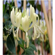 Misda Store Yoğun Kokulu Hanımeli Tohumu