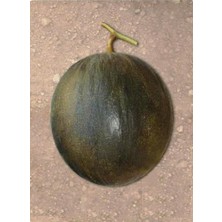 Misda Store Tarım Ata Tohumu Yerli Kışlık Kavun Karabey 100 Adet Tohum