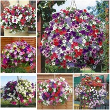 Misda Store Look Karışık Petunya Çiçeği Tohumu 25 Adet Tohum Çiçek Tohumu TH-8777963100230