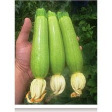 Misda Store Tarım Ata Tohumu Yerli Kabak Tohumu 20 Adet Tohum