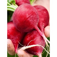 Misda Store Garden Doğal Kırmızı Iri Turp 100 Ad. Tohum