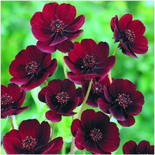 Misda Store Dünyam 10 Adet Çikolata Kozmos Çiçeği Tohumu