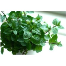 Misda Store Tohumu* 150+ Tohum