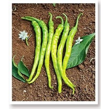 Misda Store Tarım Ata Tohumu Yöresel Sivri Biber Acı Ilıca 100 Adet Tohum