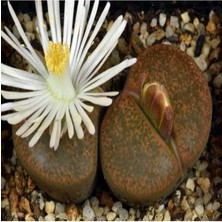 Misda Store Look Lithops Lesliei V Albiflora Sukulent Tohumu TH-DSHNGLOOKTHM044