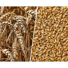 Misda Store Arpa Tohumu 1 kg Doğal Arpa Tane Arpa Dane Arpa Kuş Yemi Arpa Ilaçsız Arpa