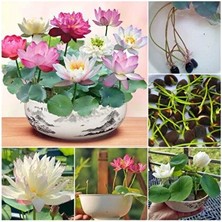Magarsus 10 Tohum Orjinal Karışık Rengarenk Açan Nilüfer Lotus Su Çiçeği Tohumu Dev Lotus Tohumu