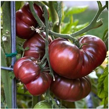 Misda Store Adet Siyah Kırım Domates Tohumu