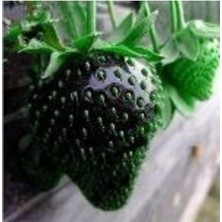 Misda Store Look 10 15 Adet Siyah Çilek Tohumu TH-2022DSHNGLKTHM153