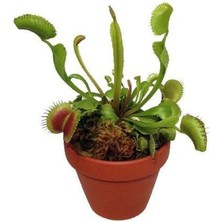 Misda Store Look Venus Fly Trap Tohumu 5 Adet Tohum Etçil Bitki Etobur Bitki Sinek Kapan TH-8777963100152