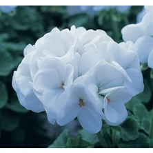 Misda Store Sardunya Tohumu (Büyük Çiçek, Kokulu Yaprak) Beyaz Renkli - 5 Tohum