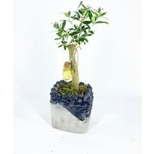Misda Store Ağacı Bonsai & Gri Siyah Lena Beton Saksıda Hediyelik Canlı Çiçek BALFLOWERDESİGN-2604
