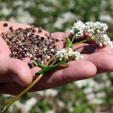 Aksaray Arıcılık Karabuğday Tohumu - Bal Arıları Için, Nektar Verimi Yüksek