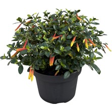 Betonish Justicia Floribunda (Brezilya Küpelisi)