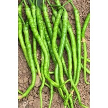 Marsilyan Tatlı Kıl Biber Tohumu 10 gr