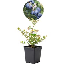 Fidan Sepetim 2 Yaş BlueGold Çeşiti Yaban Mersini Fidanı