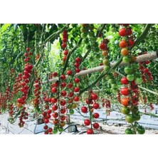 Patika Botanik 100 Adet Yerli Çeri Domates Tohumu 1 Paket Türkiye Menşeli Lezzetli ve Sulu