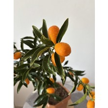 AGAPI Kumkat- Kamkat-Kumkuat Fidanı Iç-Dış Mekan 60-80 cm