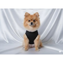 Patipin Karizmatik Serisi Köpek Smokin - Özel Günler Için Siyah Ceketli ve Kravatlı Takım