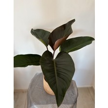 AGAPI Kırmızı Filodendron- Philodendron ‘rojo Congo'- Salon Bitkisi 60-70 cm Jumbo
