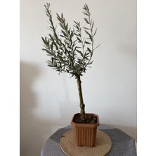 AGAPI Zeytin Fidanı Tüplü -60-80-90 cm