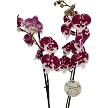 2 Dallı Ithal Cins Mor-Beyaz Renk Orkide 80 cm