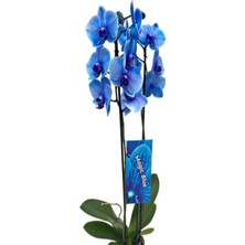 2 Dallı Ithal Cins Mavi Orkide Phalanopsis