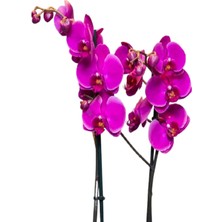 2 Dallı Ithal Cins Mor Renk Orkide 80 cm