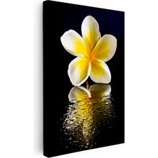 Kanvas Tablo Sarı Beyaz Plumeria Yansıma Çiçek Tablosu Ev Ofis Duvar Dekoru