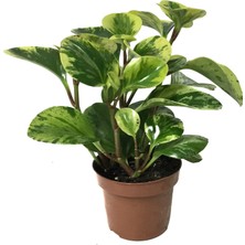 Betonish Peperomia Obtusifolia 'Marble' (Zümrüt Dalgası Çiçeği)