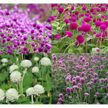 MarkEntegra Karışık Renkli Medine Düğmesi Tohum Seti - 100 Adet