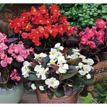 MarkEntegra Karışık Renkli Şeker Begonya Tohumu - 40 Adet