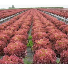 MarkEntegra Kırmızı Kıvırcık Marul Tohumu - 5 Gram