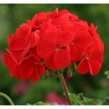 MarkEntegra Kırmızı Sardunya Tohumu - 5 Adet - Büyük Çiçek ve Kokulu Yaprak