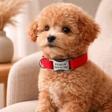 Ayz Markalama Metal Kilitli Küçük Irk Köpekler Için Tasma, Isimli Köpek Tasması, Kişiye Özel Köpek Boyun Tasması