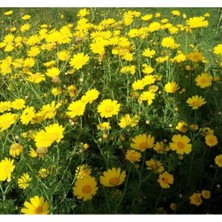 MarkEntegra Sarı Renkli Papatya Tohum Seti - 200 Adet