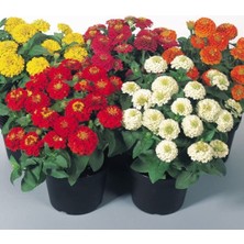 MarkEntegra Karışık Renkli Büyük Çiçekli Zinnia Tohumu - 5 Tohum