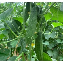 MarkEntegra Kara Acur Tohumu - 5 Gram