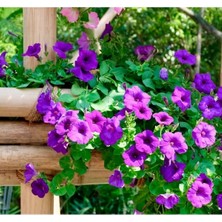 MarkEntegra Mor Renkli Iri Çiçekli Bodur Petunya Tohumu - 15 Tohum