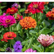 MarkEntegra 200 Tohum Kirli Hanım Zinnia - Karışık Renk